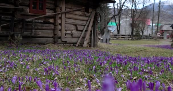 Arkiverat i lila Crocus blommor under våren — Stockvideo