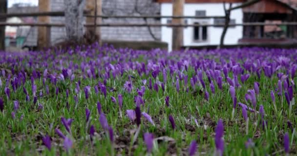 Złożony z fioletowy Krokus kwiaty wiosną — Wideo stockowe