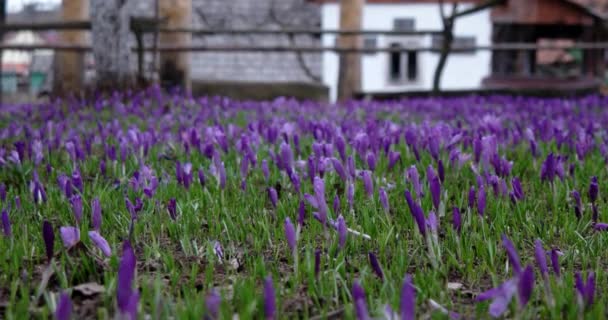 Filed de flores de croco roxo na primavera — Vídeo de Stock