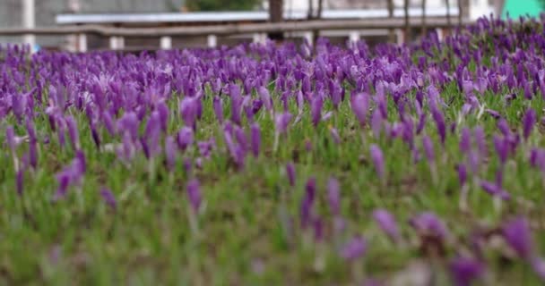Положил фиолетовые цветы крокус весной — стоковое видео