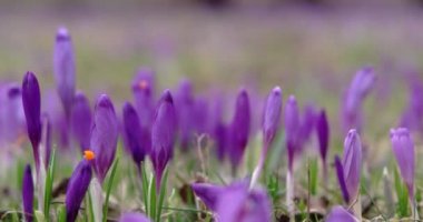 İlkbaharda mor Çiğdem çiçekleri under