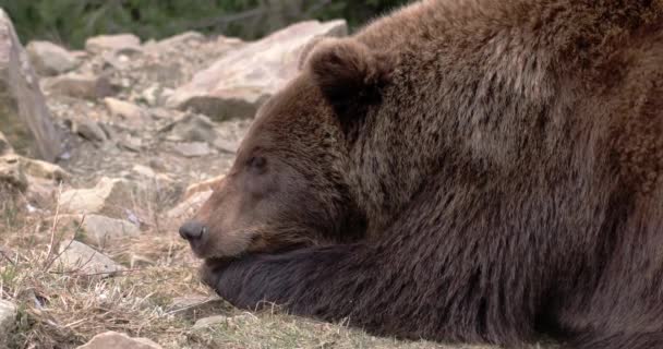 Бурый медведь, есть, сидеть, смотреть, природа, дикость — стоковое видео