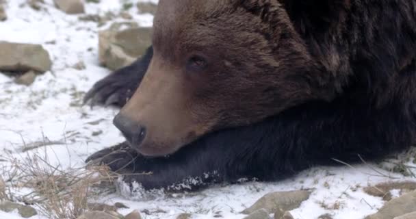 Braunbär im Wald mag Schnee — Stockvideo