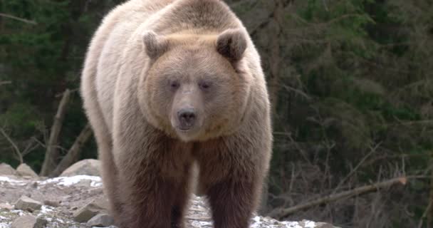 Niedźwiedź brunatny, jedzenie, gra, siedzi, patrząc, natura, bezdroża — Wideo stockowe