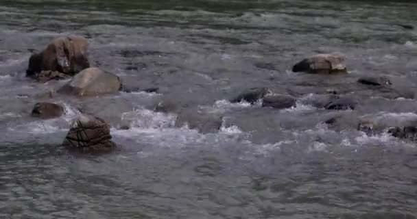Flacher Fluss mit Felsen und Stromschnellen im Herbst. — Stockvideo
