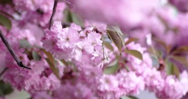 Pembe güzel Japon kiraz çiçek açması Closeup güpegündüz doğal zemin üzerine