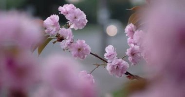 Pembe güzel Japon kiraz çiçek açması Closeup güpegündüz doğal zemin üzerine