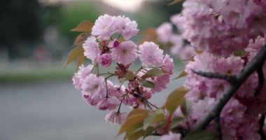 Japon kiraz Sakura şube açan portre