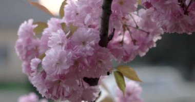 Japon kiraz Sakura şube açan portre