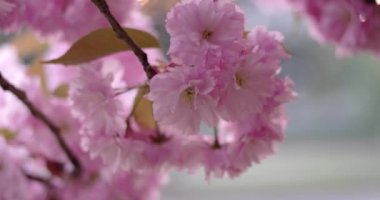 Japon kiraz Sakura şube açan portre
