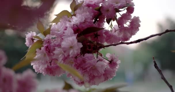 Cerezo japonés Sakura Branch Blossoming Primer plano — Vídeos de Stock