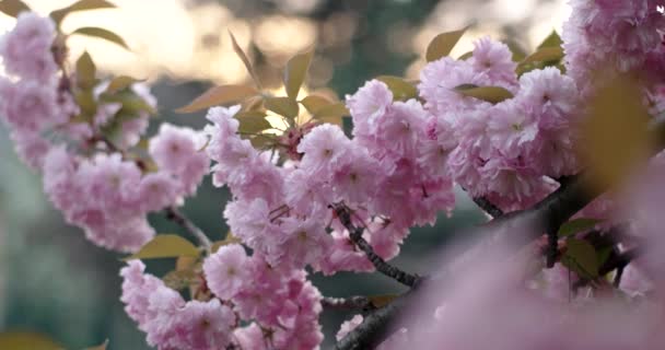 Closeup kvetoucí japonská třešeň Sakura větev