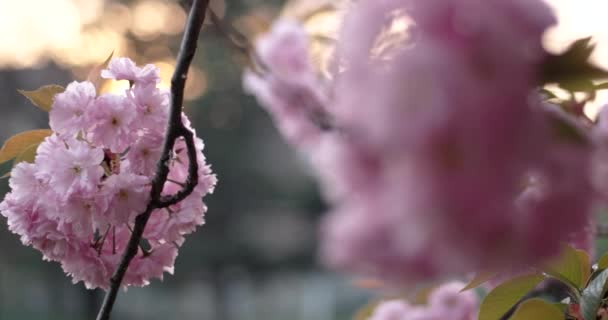 Japonês cereja Sakura ramo florescendo Closeup — Vídeo de Stock