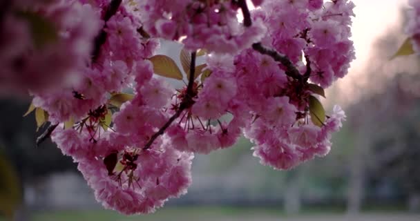 Cerisier japonais Sakura branche floraison Gros plan — Video