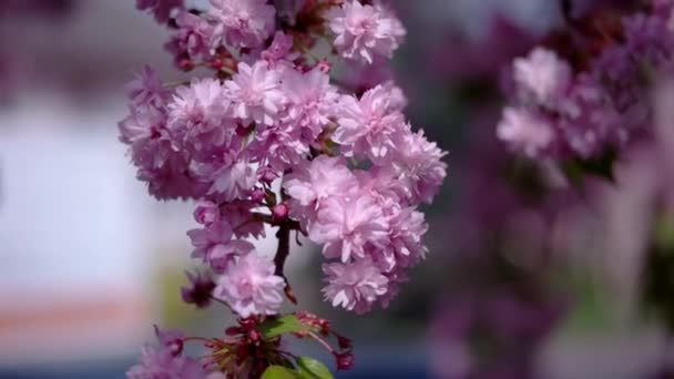 Japanska körsbär Sakura gren blommande närbild — Stockvideo