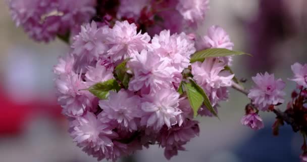 Closeup kvetoucí japonská třešeň Sakura větev — Stock video