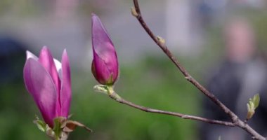 Manolya çiçek çiçekler bahar zamanında Şubesi.