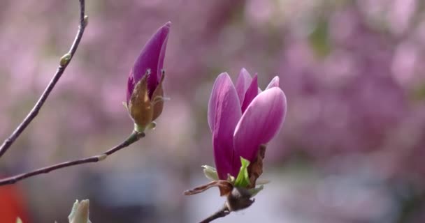 Gren av Magnolia blommor blommar på våren. — Stockvideo