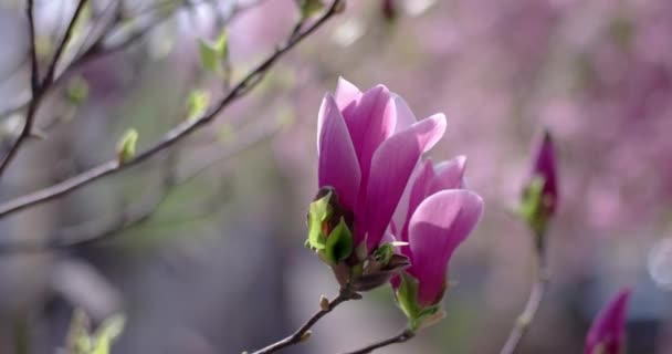 Branch of Magnolia Flowers Blossoms in Spring Time. — Stock Video