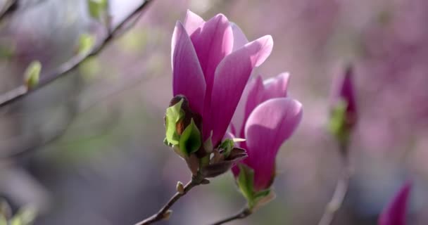 Branch of Magnolia Flowers Blossoms in Spring Time. — Stock Video