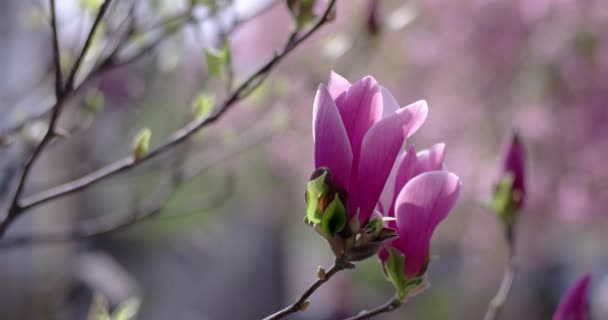 Větev Magnolie kvete květy na jaře.