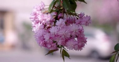 Japon kiraz Sakura şube açan portre