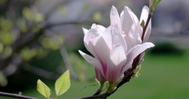 Manolya çiçek çiçekler bahar zamanında Şubesi.