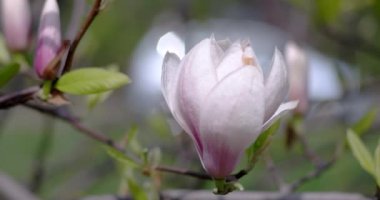 Manolya çiçek çiçekler bahar zamanında Şubesi.