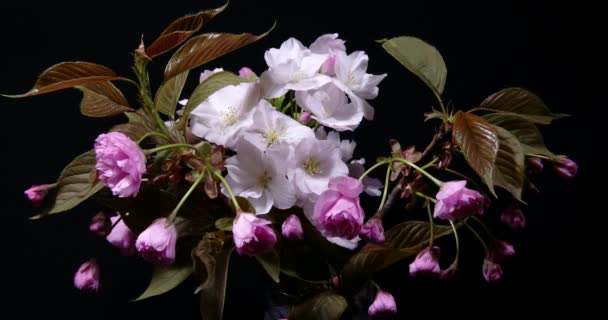 Blooming Pink Sakura Branch Isolated on Black Background Time-Lapse — Stock Video