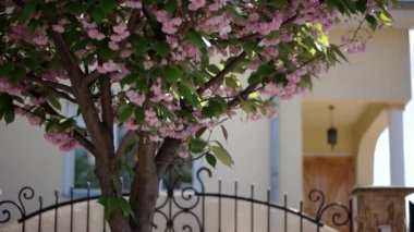 Japon kiraz Sakura ağacı yaprakları düşüyor