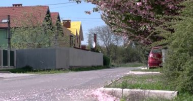 Sokak çiçek açması Withjapanese kiraz Sakura