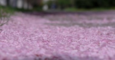 Kiraz yaprakları rüzgarlar yerden düşmüş