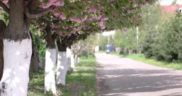 Straat bloeiende Withjapanese Cherry Sakura — Stockvideo