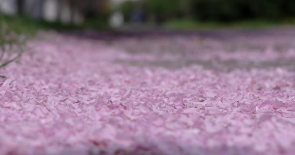 Pétalas de cereja caídas sopram do chão — Vídeo de Stock