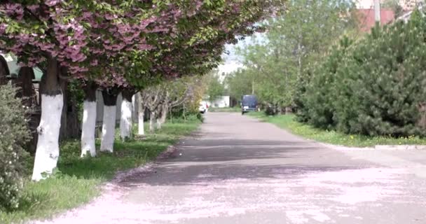 Rua florescendo com cereja japonesa Sakura — Vídeo de Stock