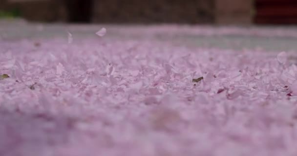 Herabgefallene Kirschblütenblätter wehen vom Boden — Stockvideo
