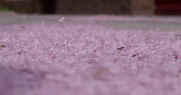 落ちた桜の花びら、地面から風が吹く — ストック動画