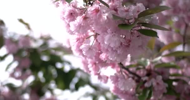 Japanese Cherry Sakura Branch Blossoming Closeup — Stock Video