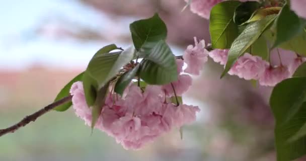 Japansk kirsebær Sakura filial blomstring nærbillede – Stock-video