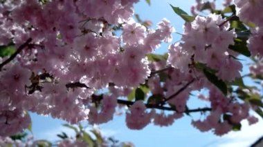 Japon kiraz Sakura şube açan portre