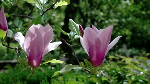 Blütenzweig Magnolienblüten im Frühling. — Stockvideo