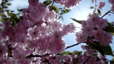 Japon kiraz Sakura şube açan portre