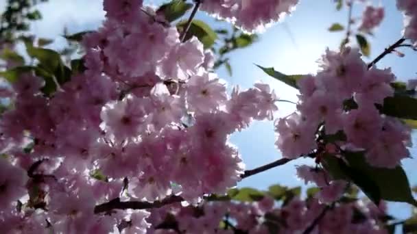 Japanese Cherry Sakura Branch Blossoming Closeup — Stock Video