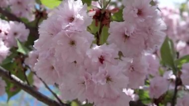 Japon kiraz Sakura şube açan portre