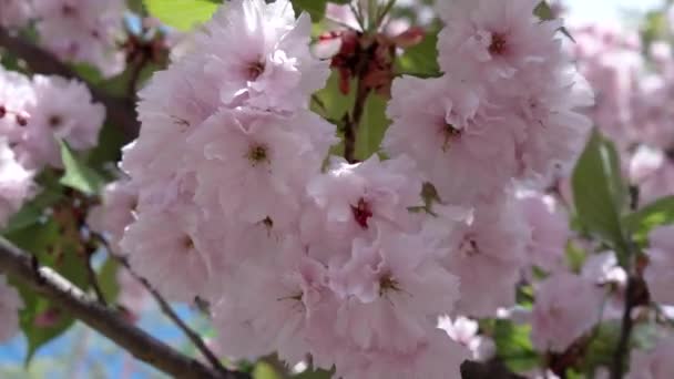 Closeup kvetoucí japonská třešeň Sakura větev — Stock video