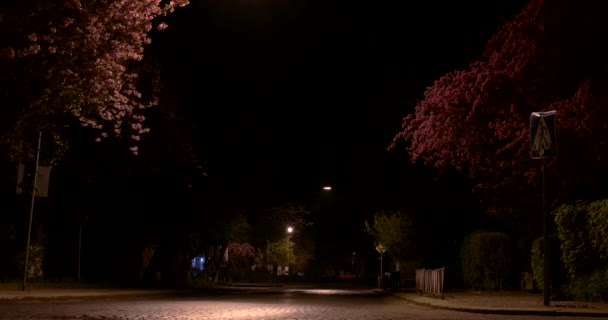 Time Lapse de la ciudad nocturna con árboles florecientes — Vídeos de Stock