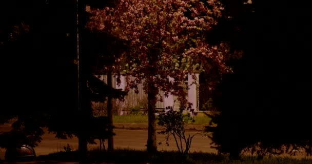 Time Lapse de la ciudad nocturna con árboles florecientes — Vídeos de Stock