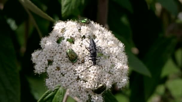 Los escarabajos verdes se alimentan de flores . — Vídeos de Stock