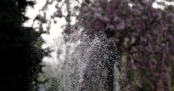 桜通りにある小都市噴水 — ストック動画