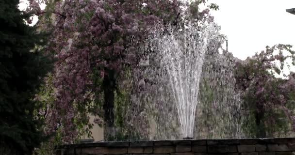 Kleine stad fontein op een Sakura Blossom Street — Stockvideo